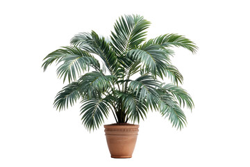 Obraz premium Lush green palm plant in a terracotta pot, isolated on black