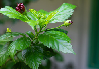 Closed Red Hibiscus Flower Buds with Shiny Green Leaves in Tropical Garden