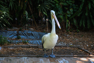 Australian Pelican Standing Gracefully in Tropical Environment