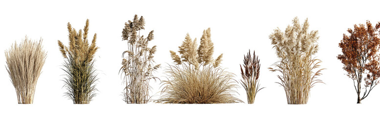 Fototapeta premium Assortment of dried ornamental grasses in various sizes and colors