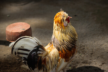 Colorful Rooster Standing on the Ground in Sunlight