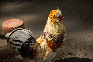 Colorful Rooster Standing Proudly in Sunlight on the Ground