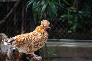 Beautiful Golden Polish Chicken Standing on a Perch in Farmyard