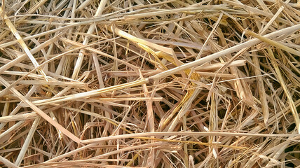 Dry straw texture close-up with natural golden tones, rustic farm crop residue, organic hay background. Rough agricultural fibers arranged randomly, autumn harvest theme, natural rural field texture .