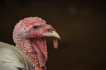 Close Up Portrait of a Turkey with Detailed Red Skin and Beak