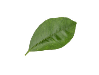 Green leaf of lemon tree isolated on white