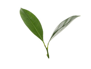 Green leaves of lemon tree isolated on white