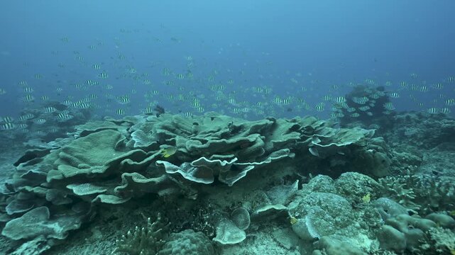 Sergeant major damsels, Abudefduf vaigiensis,  Raja Ampat Indonesia.