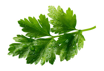 Fresh Parsley Branch with Water Droplets Culinary Herb Cutout Isolated on Clear Backdrop