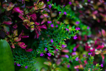 Colorful Garden Mix of Polyscias Variegata and Mexican Heather or Krokot Merah with Purple Flowers