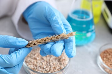 GMO concept. Scientist holding spike of wheat at table in laboratory, closeup