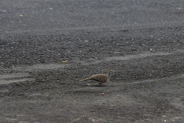 Zebra Dove Walking on Asphalt Road Surface