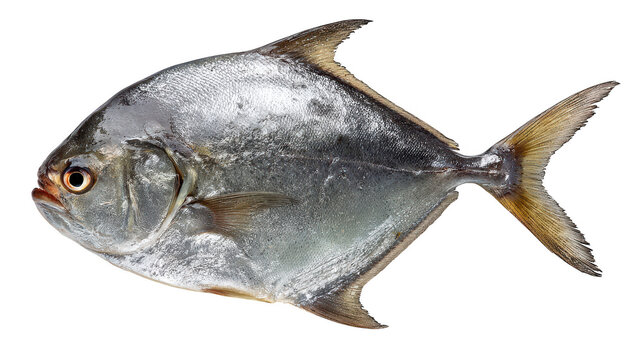 Fish against dark background showcasing its aquatic beauty solitary fish swims in deep water highlighting its form