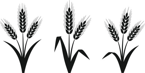 Fototapeta premium Wheat vector illustration grain harvest agriculture icon design