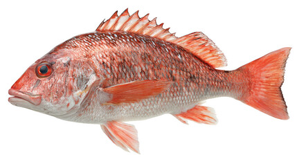 Red bodied fish with white fins swims gracefully underwater view of stunning red fish displaying white fins