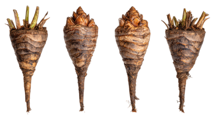 Vibrant orange carrots arranged in two distinct groupings healthy garden produce organized in appealing visual pattern