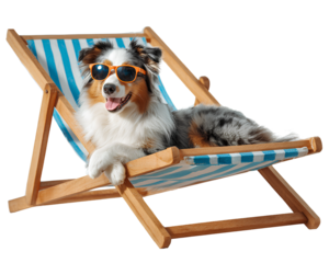 Happy Merle Australian Shepherd Dog Wearing Orange Sunglasses on Blue Striped Deck Chair isolated on a transparent background