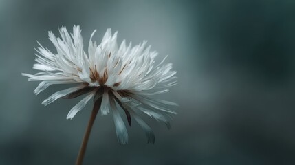 Serene white flower in soft focus for peaceful garden decor