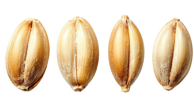 Four distinct raspberry pi models arranged in row different versions of raspberry pi single board computers shown