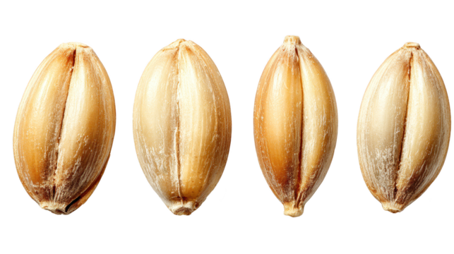 Four distinct raspberry pi models arranged in row different versions of raspberry pi single board computers shown