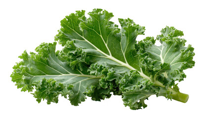 Vibrant green lettuce leaves on black crisp green lettuce leaves against dark backdrop