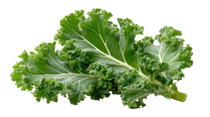 Vibrant green lettuce leaves on black crisp green lettuce leaves against dark backdrop