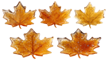 Five maple leaves display glistening water droplets detail of four maple leaves adorned with fresh water droplets