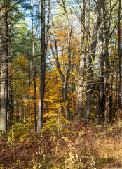 Fototapeta premium autumn in the woods of pearl hill state pak