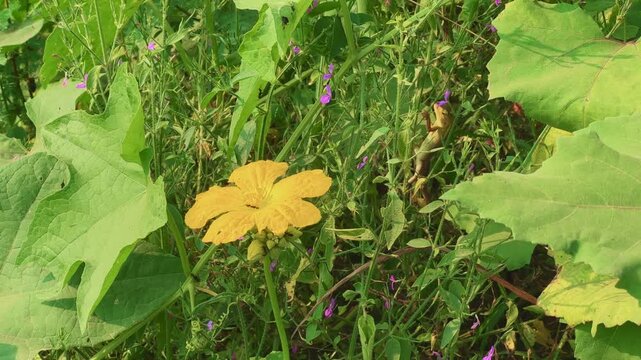 An Oriental Garden Lizard (Calotes versicolor) camouflaged on a plant stem beside a yellow flower. The image captures the reptile&rsquo;s natural blending ability amidst lush green vegetation and wild flora