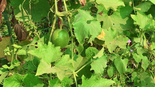 Benincasa hispida plant with green ash gourd fruit hanging on vine amidst dense leaves in bright sunlight. Fresh organic growth showing natural farm life and tropical agriculture scene.