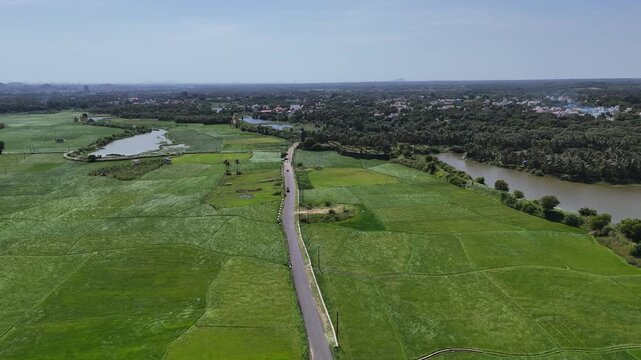 A peaceful aerial view of the agricultural landscape. Vast, bright green paddy fields, separated by a winding road, convey the tranquillity of the countryside with natural water and dense tree cover.