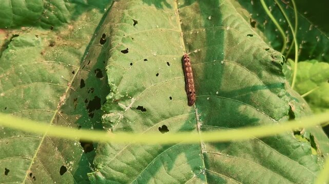 Close-up shot of a caterpillar crawling on a green leaf with visible bite marks and insect damage. Macro view highlighting pest infestation and natural farm ecosystem under warm sunlight.