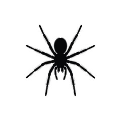 Silhouette of a detailed hairy spider with eight legs
