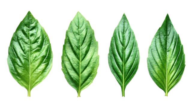 Four green leaves arranged on dark background lush green foliage stands out against black backdrop