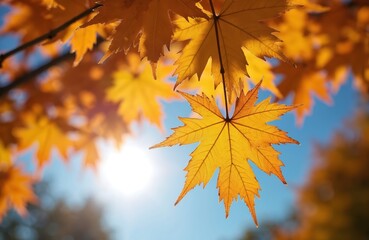 Fototapeta premium Bright sun shines through vibrant orange autumn maple leaves against a clear blue sky. Looking up at tree branches with colourful foliage. Seasonal nature detail.