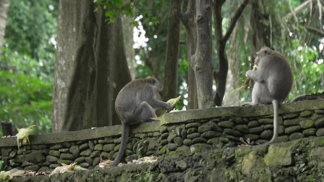 Balinese long tailed macaque monkey eating corn in adult group Macaca fascicularis in sacred sanctuary