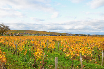 Golden Autumn Colors in the Vineyards of Sancerre, Loire Valley, France — October 28, 2025