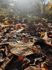 Raindrops on a leaf fallen from a yellow tree in close-up.