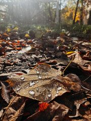 Raindrops on a leaf fallen from a yellow tree in close-up.