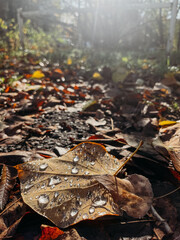 Raindrops on a leaf fallen from a yellow tree in close-up.