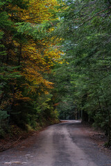 Winding road through a lush forest landscape in Bujariego