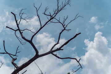 Low angle view of a dead tree silhouette and a living green tree. The sun shines in a blue sky. Concept of life and death, contrast, or change.
