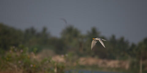 A common river tern in mid flight with its wings fully spread, soaring over a small, muddy island. The background is well blurred with lush green and blue sky.