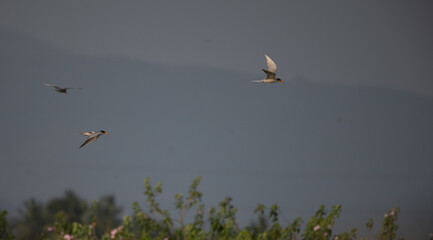 Two common river tern in mid flight with its wings fully spread. The background is well blurred with blue sky and mountain.