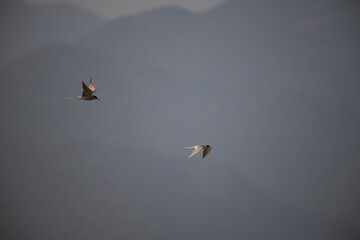 Two common river tern in mid flight with its wings fully spread. The background is well blurred with blue sky and mountain.