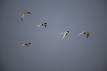 A group of common river tern in mid flight with its wings fully spread, its light grey and white plumage against a brightly illuminated background of sky.
