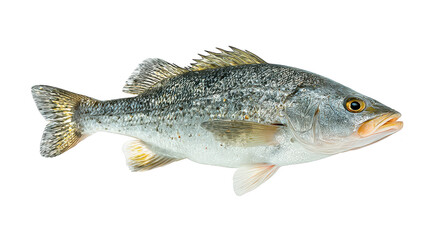 Fototapeta premium Fish swims in dark water aquatic life form navigates its dark surroundings fish - aquatic life form navigates its dark surroundings