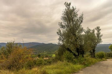 Obraz premium Old wild olive tree in the Sobrarbe region - Huesca