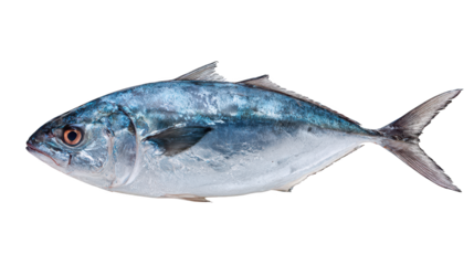 Fish isolated on black background marine creature presented with focus on its form