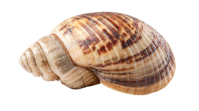 Shell close up rests on dark background intricate shell pattern highlighted against deep black